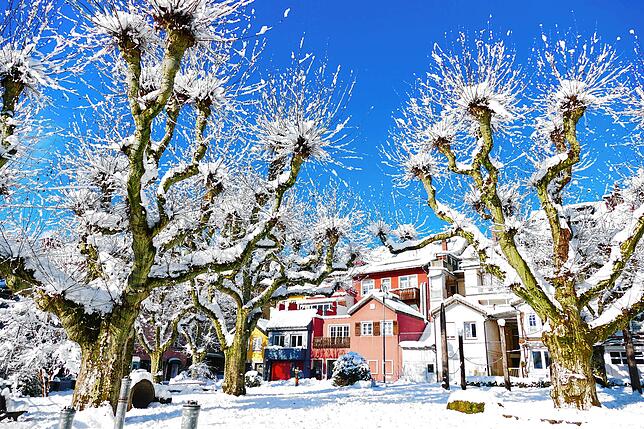 Die Platanen auf dem Johannisplatz in Waldshut mutieren nach den Schneefällen zu Kunstwerken.