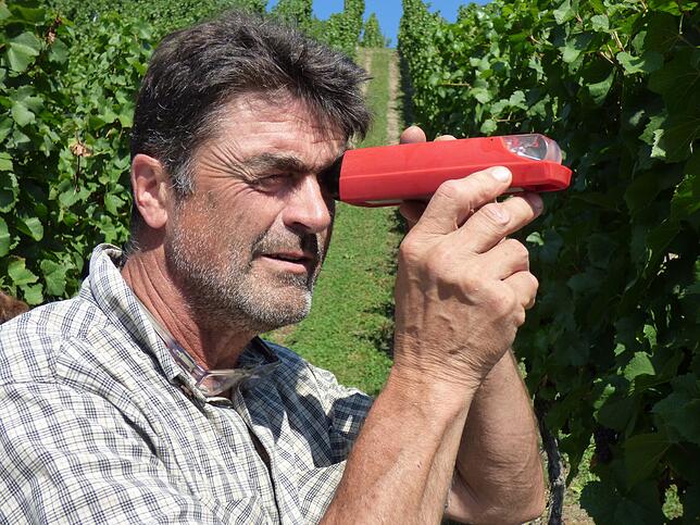 Eine Szene von der Markdorfer Weinlese 2018: Markdorfs Rebmeister Hubert Gutemann misst in der Wanger Halde mit einem Refraktometer ...