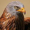 Der Rotmilan ist ein streng geschützter Vogel und beim geplanten Windpark in Hilpensberg kommen Gutachter zu unterschiedlichen ...