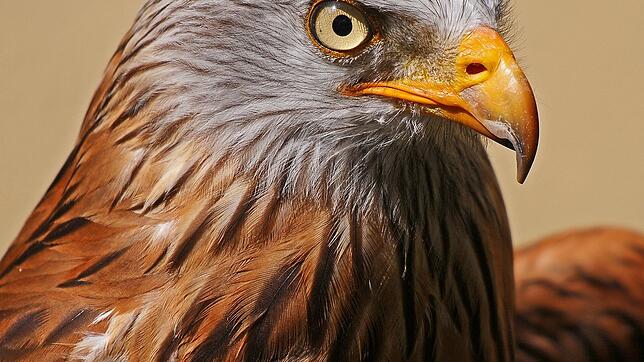 Der Rotmilan ist ein streng geschützter Vogel und beim geplanten Windpark in Hilpensberg kommen Gutachter zu unterschiedlichen ...