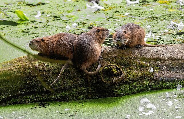 Die bis zu zehn Kilogramm schweren Nutria richten große Schäden an.