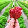 Die „Königin der Beeren“ ist im eigentlichen Sinne selbst gar keine. Trotzdem erhält sie nun einen eigenen Eintrag im Kalender: Für ...