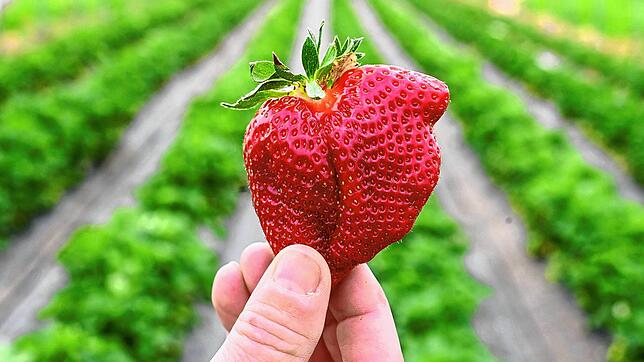 Die „Königin der Beeren“ ist im eigentlichen Sinne selbst gar keine. Trotzdem erhält sie nun einen eigenen Eintrag im Kalender: Für ...