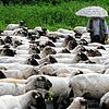 Ein Schäfer steht 2005 mit einem Regenschirm neben seiner Schafherde. In den vergangenen Jahrzehnten war das Phänomen der sogenannten ...