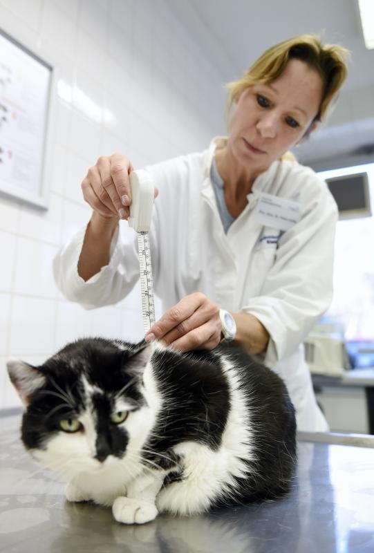 Tierärztin Petra Kölle mit der gewichtigen Katze Mausi.