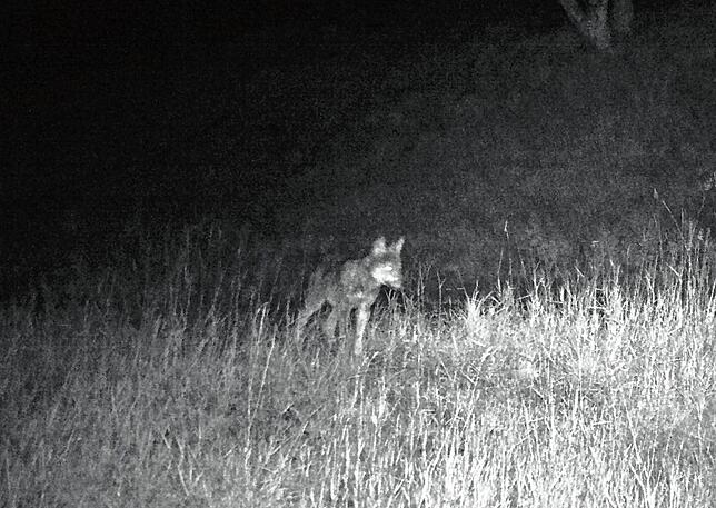 Der Wolfswelpe beim Schluchsee. Nach zehn bis 22 Monaten verlassen die Tiere laut Experten das Rudel der Eltern.