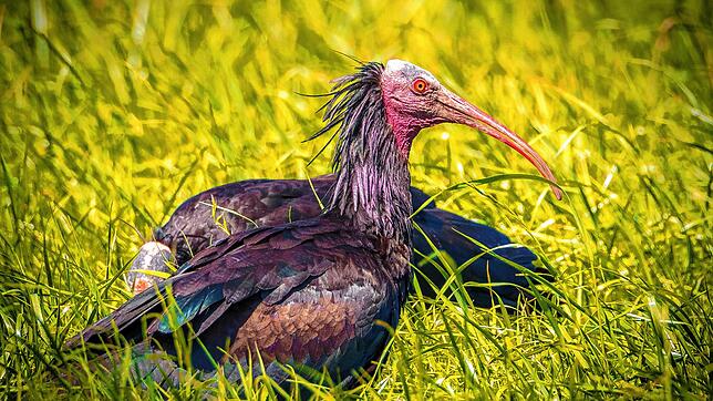 Ein Waldrapp der Überlinger Kolonie.