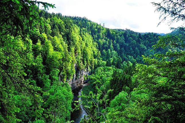 Die wildromantische Wutachschlucht.