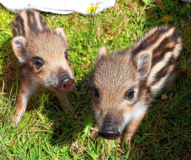 Wann gibt es endlich etwas zum Essen? Die beiden Wildschwein-Ferkel können es kaum erwarten.