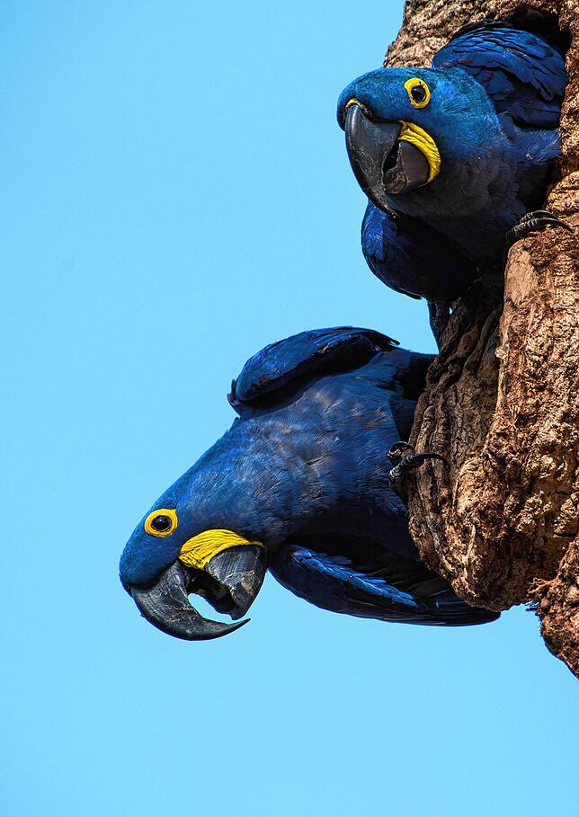 Ein Hyazinth-Ara-Paar an seiner Bruthöhle im brasilianischen Pantanal. Die Weibchen kümmern sich exklusiv um das Gehege, die Männchen ...