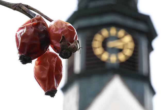 Drei Hagebutten leuchten im Garten der Pfarrkirche von St. Peter und Paul in Salem-Weildorf. Sie künden von der im Sommer anstehenden ...