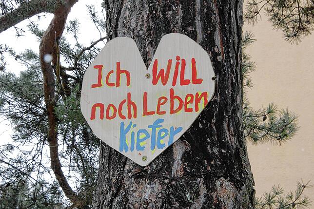 Dieses Schild hat Albert Czerny an den Baum gehängt, damit dieser nicht gefällt wird.