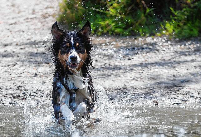 Ein Hund erfrischt sich mit einem Bad in einem Teich.