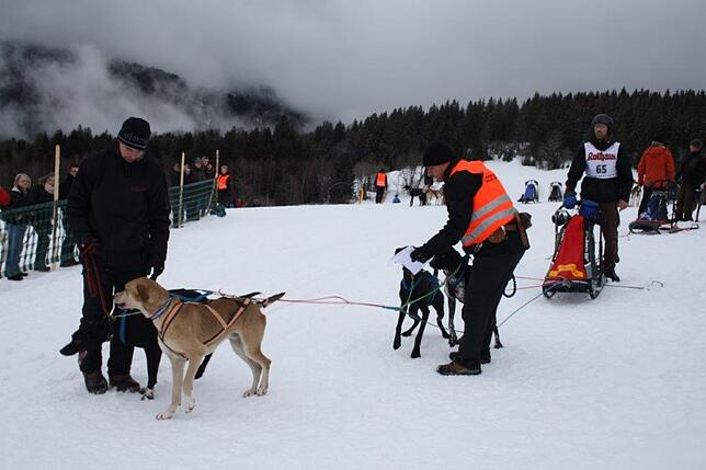 Bild 46: Das Internationale Schlittenhunderennen in Todtmoos 2019 in Bildern