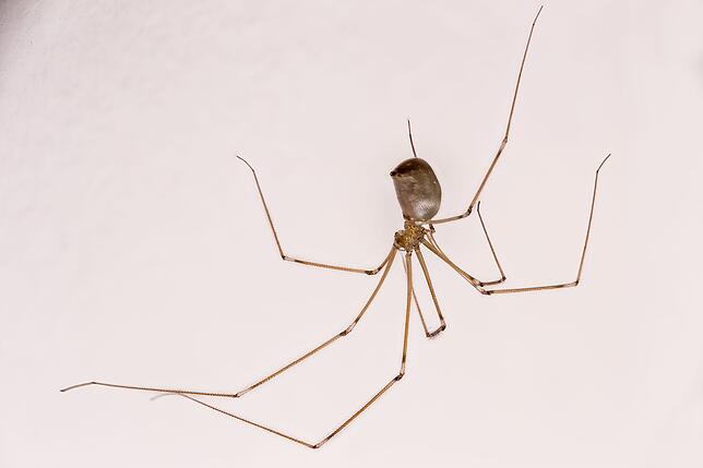 Große Zitterspinne: Für Menschen völlig ungefährlich, frisst Mücken, Fliegen, Kellerasseln. Der Körper der Zitterspinne ist mit sieben ...