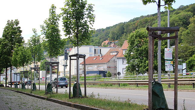 Die Stadtgärtnerei bewässert etwa 60&nbsp;Jungbäume über Bewässerungssäcke. Diese Säcke fassen 40&nbsp;Liter Wasser. Dieses ...