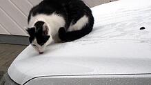 Endlich Regen: Kater Meilo genießt das frische Nass am liebsten von der leicht angewärmten Motorhaube.