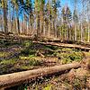 Der Sturm im Februar hinterließ im Revier Blumberg-Achdorf-Riedböhringen von Wolfgang Schelb viel Arbeit. Unser Bild zeigt die Situation ...
