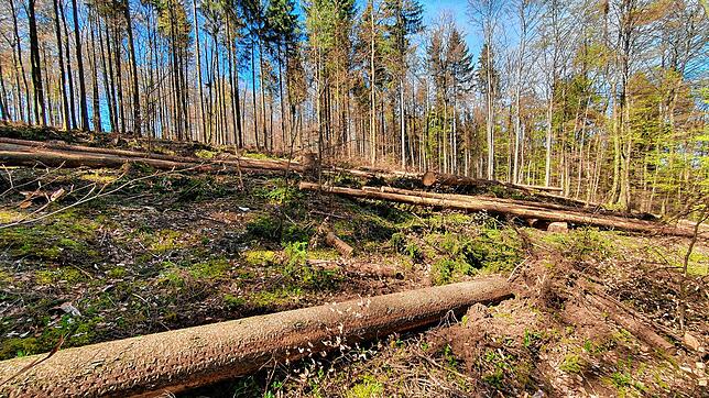 Der Sturm im Februar hinterließ im Revier Blumberg-Achdorf-Riedböhringen von Wolfgang Schelb viel Arbeit. Unser Bild zeigt die Situation ...