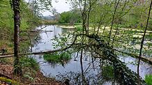 Vielfalt: Das Grottenloch ist eines der 150 Biotope und schützenswerten Naturdenkmäler Eggingens. Hier soll eine ausgewogene Tier- und ...