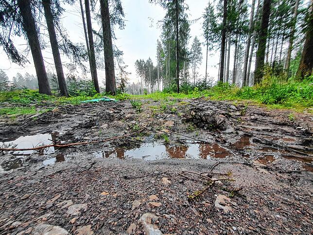 Schonend sollen die Waldarbeiten vonstatten gehen. Im August sieht die Spurenlage am Villinger Warenberg so aus. Bild: Norbert Trippl