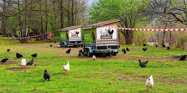 Wiesengüggel (-hähnchen) leben im Freien und werden mit mobilen Ställen auf die Wiesen gebracht. Sie müssen vor dem Kontakt mit ...
