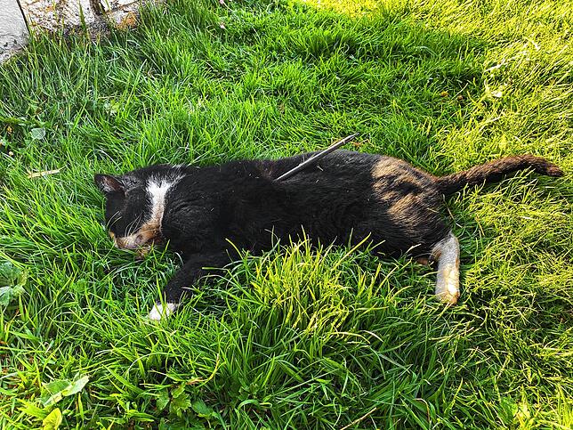 Eine Katze wurde von einem Pfeil getroffen und musste daraufhin erlöst werden. Die Polizei sucht nun Zeugen.