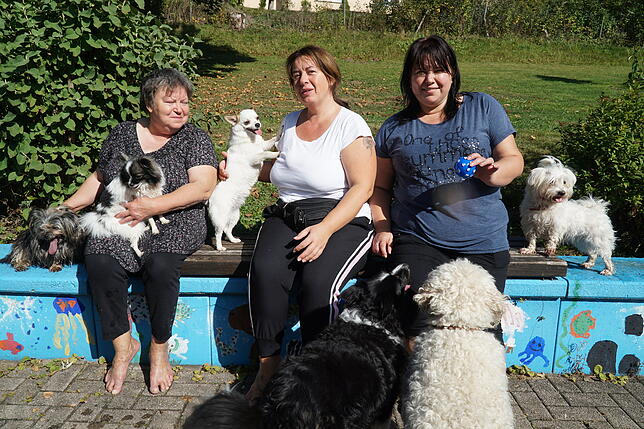Diese sechs Hunde schwimmen alle gerne, wie die drei Damen ihren Vierbeinern bestätigen. Nur der 12-jährige Yorkshire-Terrier Gismo ...