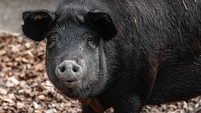 Im Zoo Zürich sollen in Zukunft nur noch gefährdete oder forschungsrelevante Arten im Zoo leben, wie das Schwarze Alpenschwein.