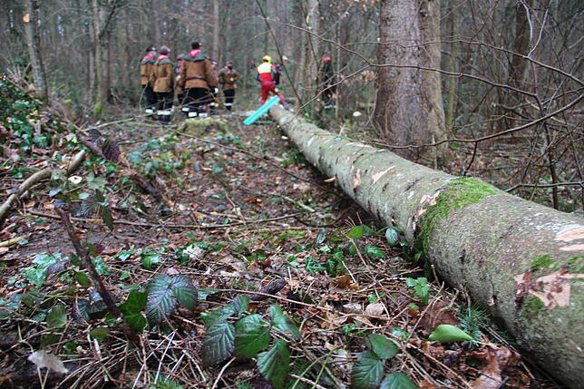 Bild 11: Bilder vom Einholen der Narrenbäume der Narrizella Ratoldi und der Froschenzunft im Altbohlwald