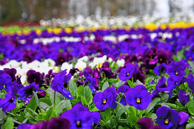Vergissmeinnicht, Stiefmütterchen und Bellis in allen Farben sorgen für heitere Stimmung im frühlingshaften Stadtgarten. Sie werden ...