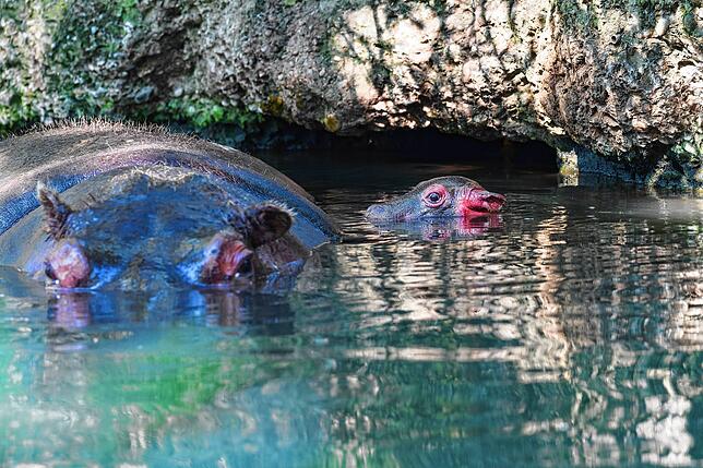 Bild 3: Nachwuchs im Zoo: So putzig ist das neugeborene Flusspferd-Baby in Basel