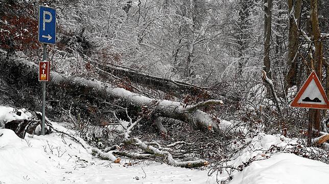 Das Kreisforstamt warnt, die Wälder im Kreis Waldshut zu betreten. Wie auf diesem Bild sichtbar, drohen Bäume wegen der enormen Last des ...