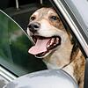 Hunde können Hitze durch Hecheln nicht kompensieren. Auch eine heruntergelassene Scheibe hilft den Tieren nicht.