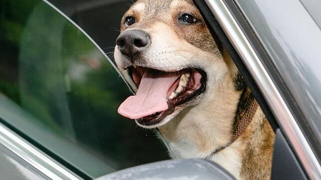 Hunde können Hitze durch Hecheln nicht kompensieren. Auch eine heruntergelassene Scheibe hilft den Tieren nicht. (Symbolbild)