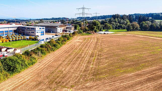 Als wertvoller Lebensraum ist die mehr als 15 Jahre alte Hecke am östlichen Rand des künftigen Grafenhausener Gewerbegebietes ...