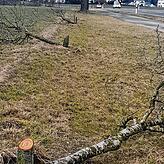 Entlang des Radwegs zwischen Hippetsweiler und Wald wurden junge Bäume abgesägt.
