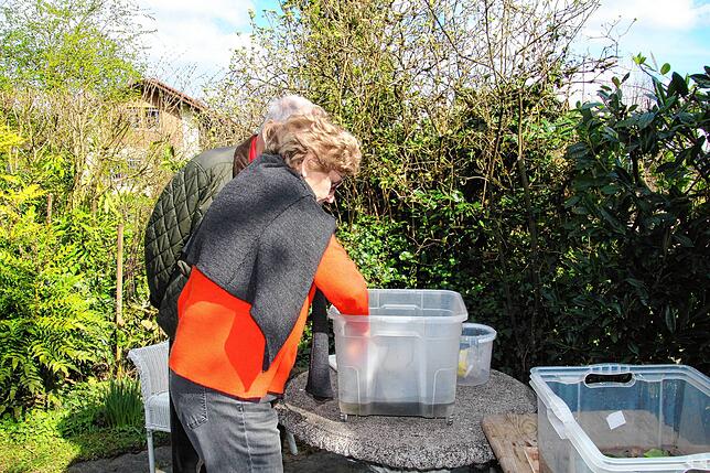 Die fünf Aufzuchtbecken stehen unter wohlbehüteter Aufsicht von Ehepaar Henselmann. Sie wechseln das Wasser, füttern und schützen die ...