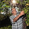 Der Streuobstbirnbaum, wie hier in Gottmadingen, gehört zur prägenden Kulturlandschaft des Hegaus. Eberhard Koch engagiert sich als ...