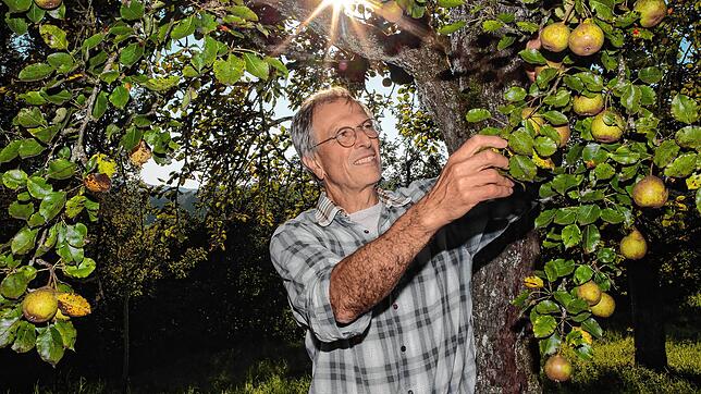 Der Streuobstbirnbaum, wie hier in Gottmadingen, gehört zur prägenden Kulturlandschaft des Hegaus. Eberhard Koch engagiert sich als ...