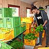 Gemüse und Salat gelangen frisch vom Acker in Überauchen und Aufen in die Verteilstationen von Baarfood. Leon Dannert holt den Salat- ...