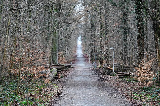 Die „Baumkathedrale“ entlang der Fontainebleau-Allee, welche durch den Wald verläuft, wird bald wahrscheinlich nicht mehr ...