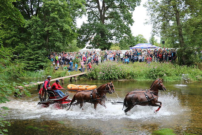 Bild 8: Bilder vom Marathon der Vierspänner beim Reitturnier in Donaueschingen