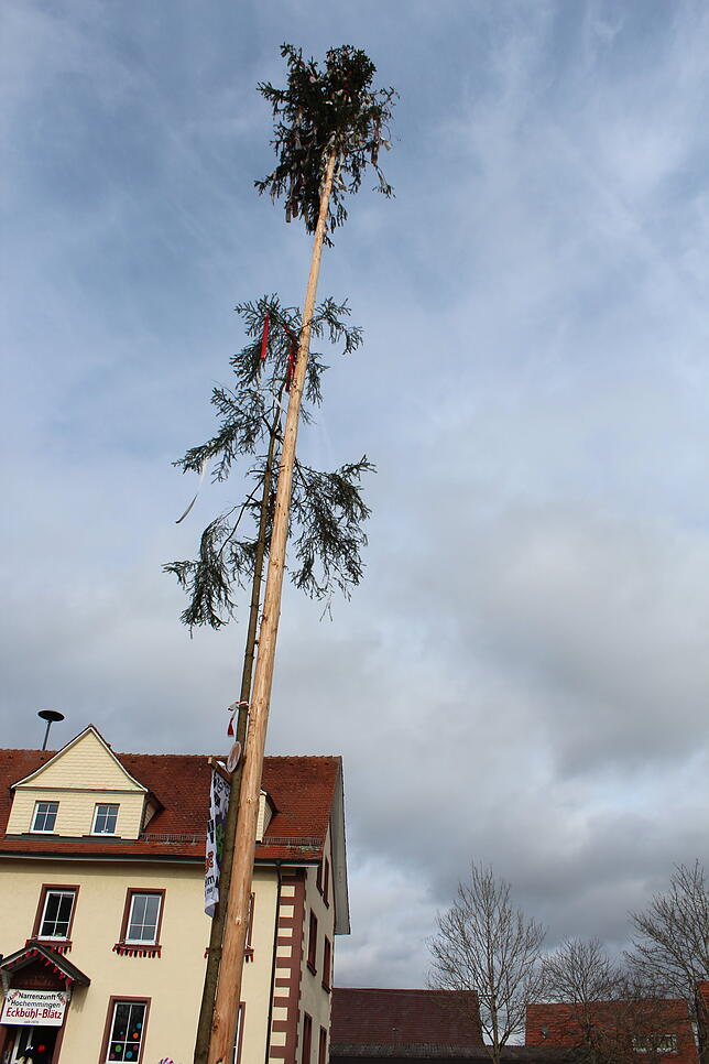 Hochemmingen hat dieses Jahr zwei Narrenbäume auf dem Rathausplatz. Den kleineren Baum stellten die Schwenninger Ziegelbuben in der ...