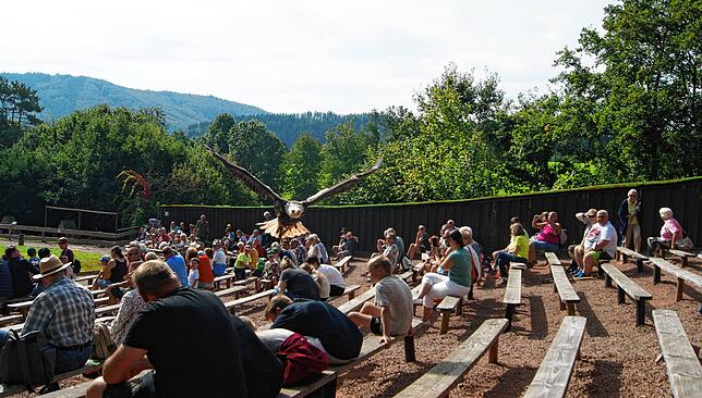 Die Greifvogelshow ist ein Höhepunkt im Vogelpark Steinen.