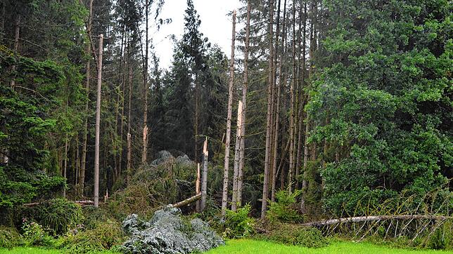 Windbruch im Gemeindewald nach dem letzten heftigen Gewittersturm im August des vergangenen Jahres: Die Aufarbeitung der Schäden hat die ...