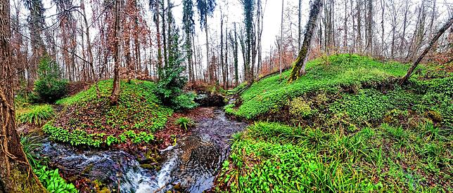 Der perfekte Platz für Bärlauch: in einem Laubwald, am besten mit Buchen, guter Boden und vor allem jede Menge Feuchtigkeit. Das Bild ...