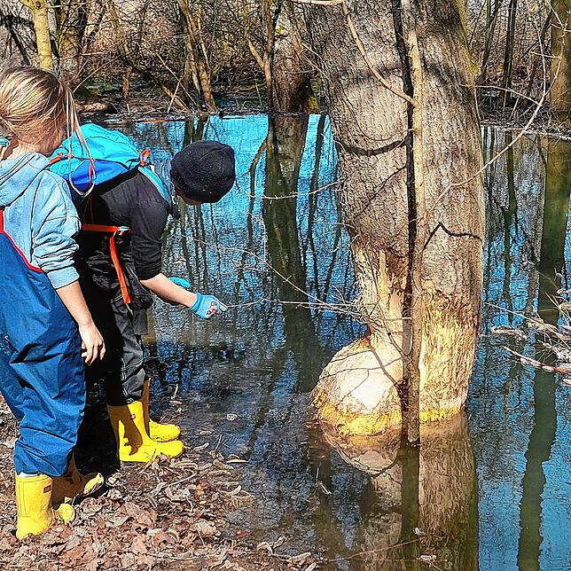Am Aktionstag „Dem Biber auf der Spur“ besichtigte die Konstanzer Bund-Ortsgruppe mit Kindern Biberspuren und -bauten und ...