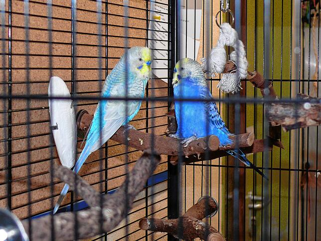 Zwei Wellensittiche warten ebenfalls auf einen neuen Besitzer. Sie wohnen im Katzenhaus, aber in sicherer Entfernung von ihren ...