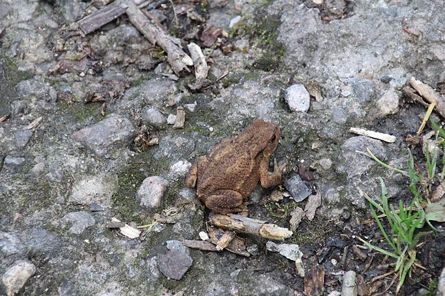 Tierwelt: Neugierig näherte sich diese kleine Kröte den rastenden Wanderern.